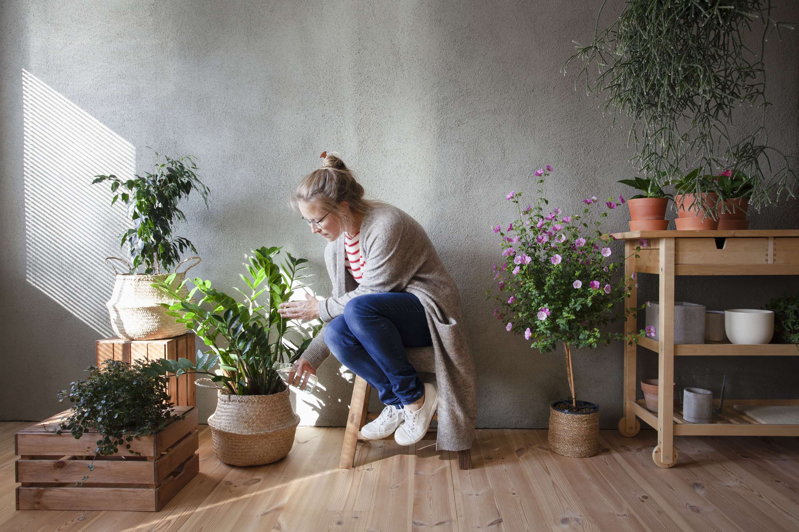 Different Types of Indoor Plants