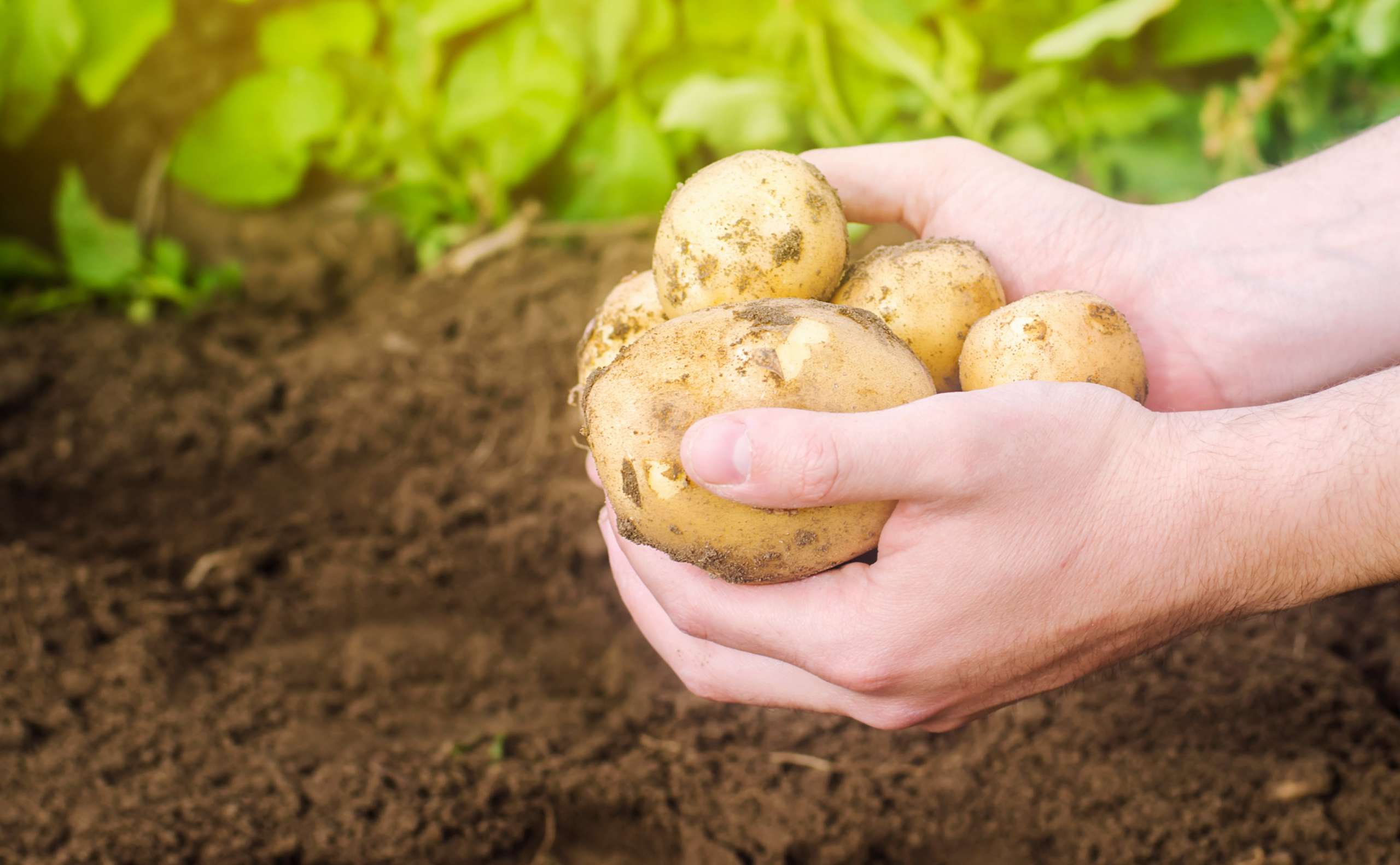 Health Benefits of Root Crops